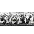 thumbnail image 5 of Rugs.com Serenity Shag Collection Rug – 6 Ft Runner Black And White Shag Rug Perfect For Hallways, Entryways, 5 of 9