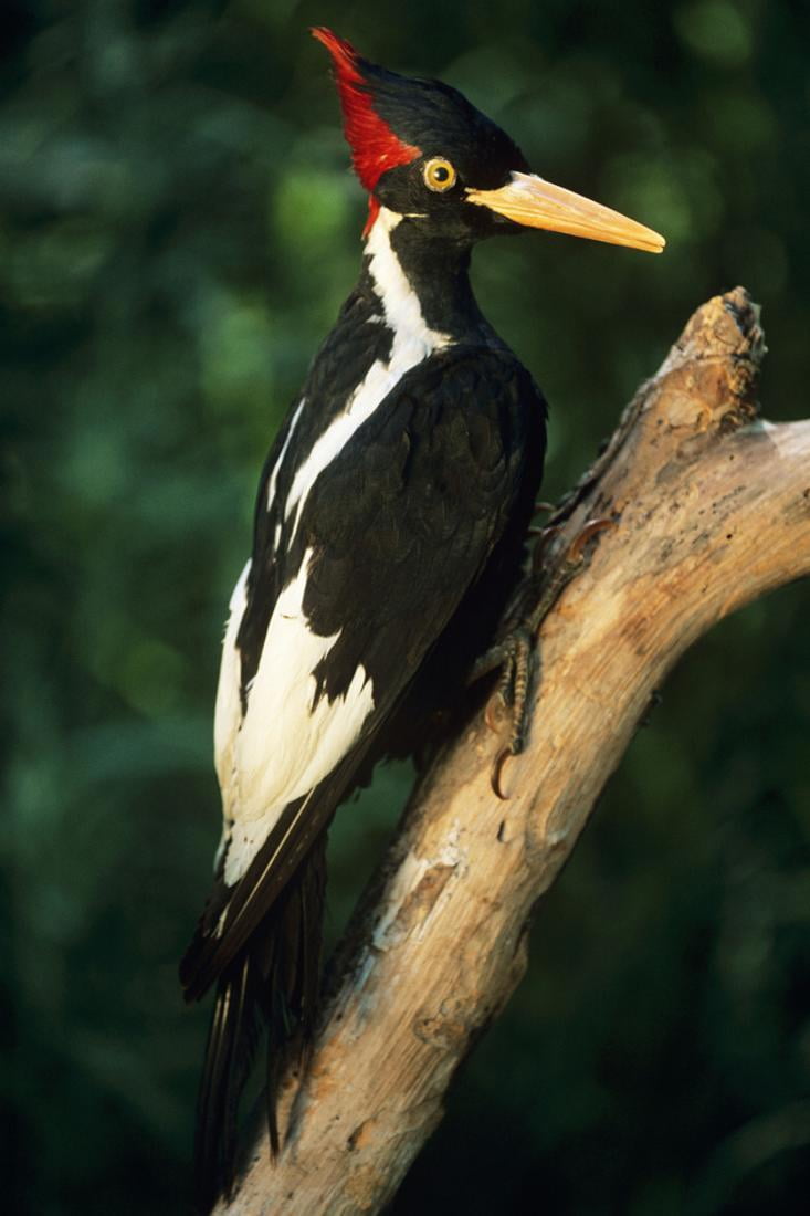 Extinct Bird Ivory-Billed Woodpecker (Mounted Specimen) Print Wall Art -  Walmart.com