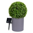 thumbnail image 2 of Better Homes & Gardens 17"H Topiary  Outdoor Round Decor with Solar Powered Warm White LED Lights Murraya Exotic, 2 of 8