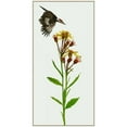 thumbnail image 3 of Wang, Melissa 14x24 Black Modern Framed Museum Art Print Titled - Tephroseris Flammea I, 3 of 5
