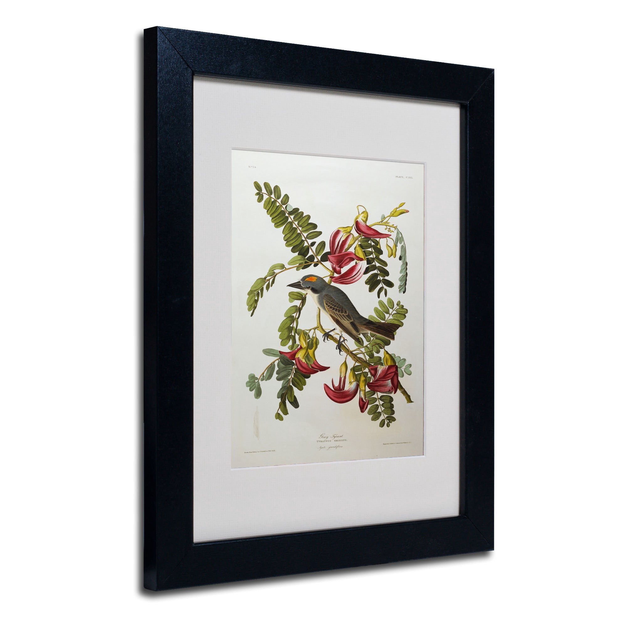 Trademark Fine Art "Gray Tyrant, Gray Kingbird" Canvas Art by John James Audubon, Wood Frame