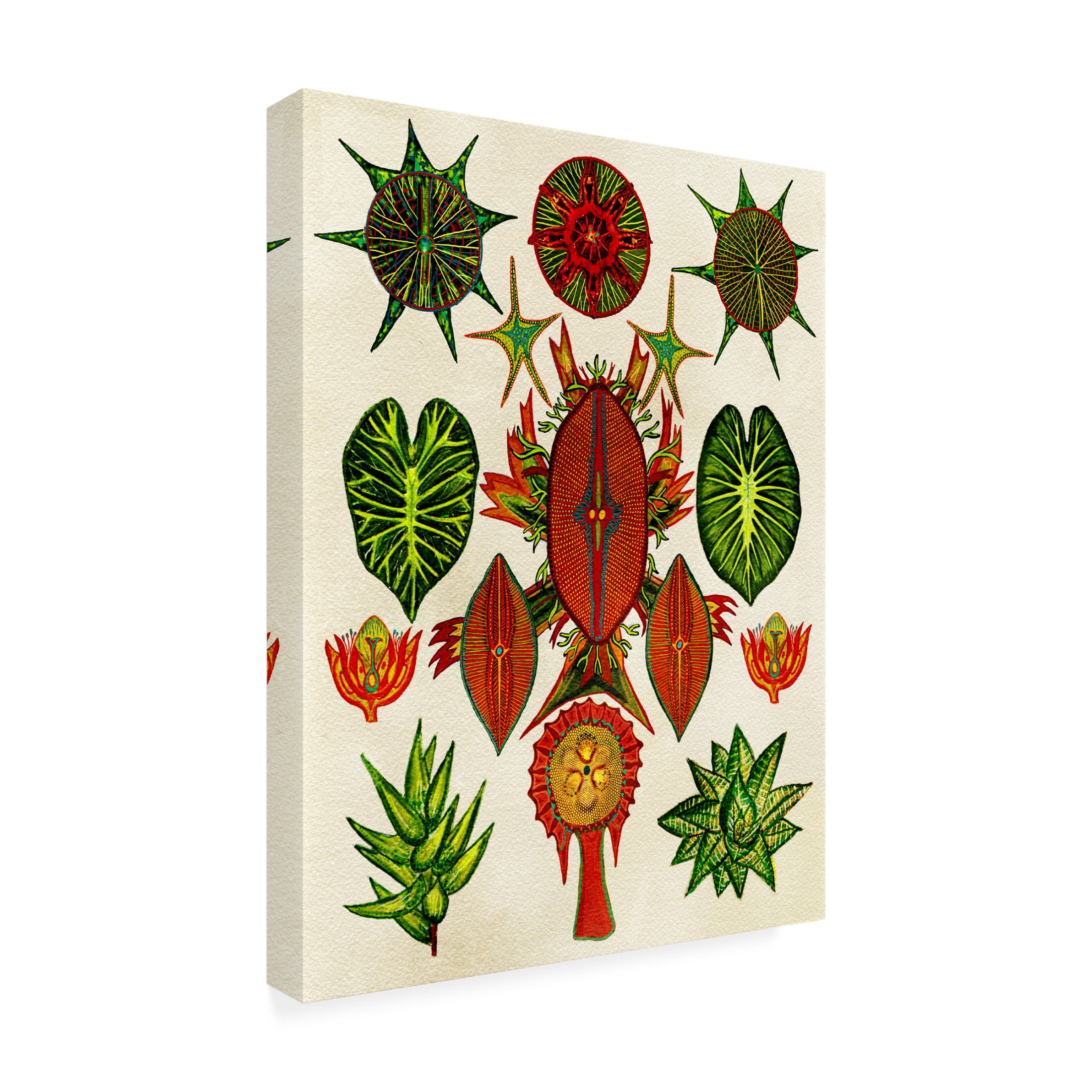 Trademark Fine Art giovanna nicolo Botanical Invention Canvas Wall Art