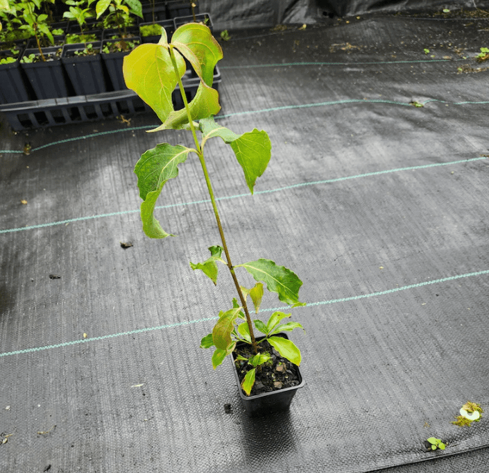Kousa Dogwood Plant Live for Planting, White Flowing Dogwood Plant for Garden 6 to 12 Inch Tall in 4 Inch Pot