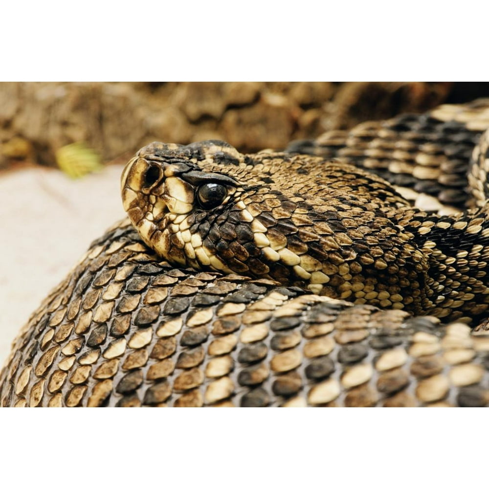 Eastern Diamondback Rattlesnake Print Wall Art By Adam Jones