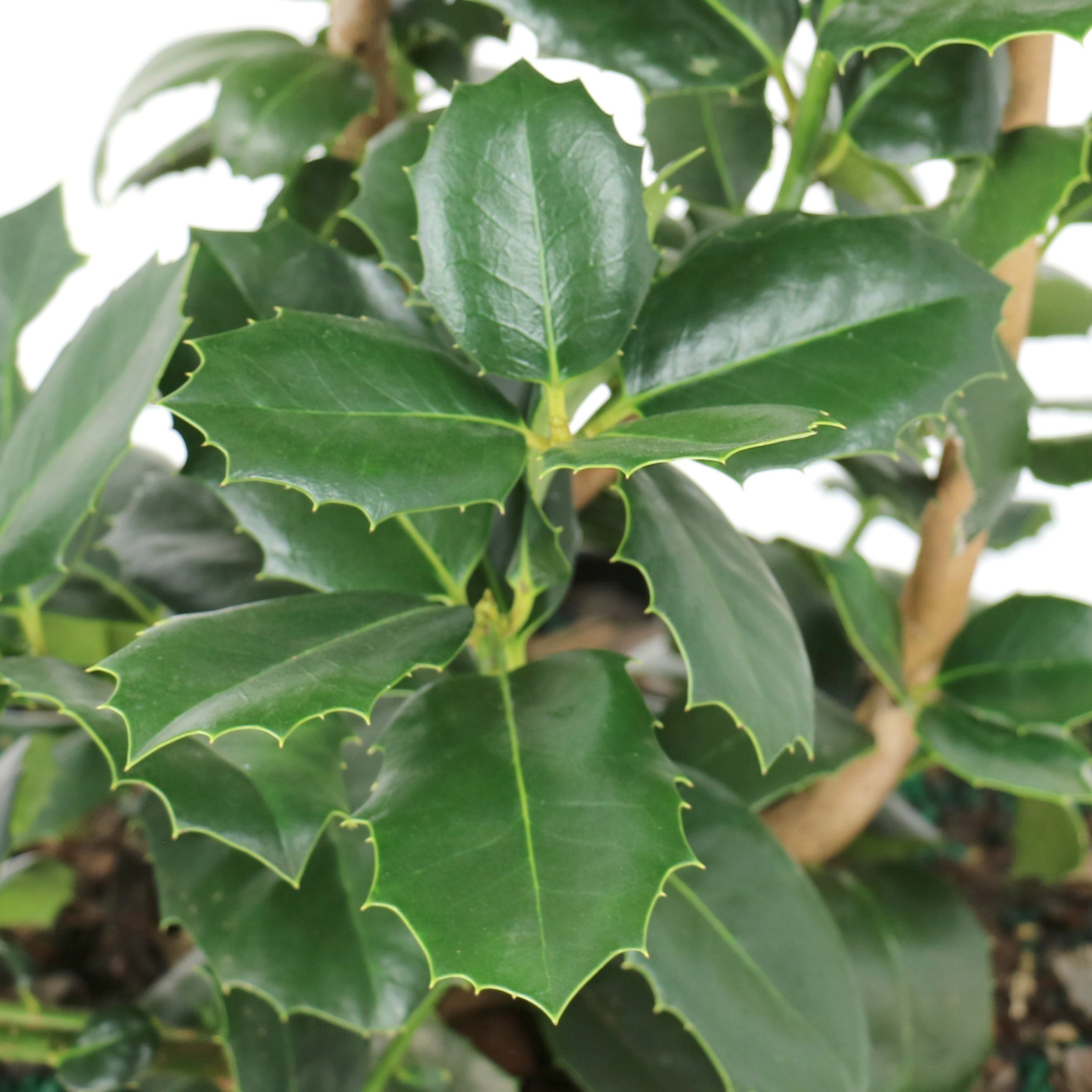 National Plant Network 3 gal.Ilex Savannah