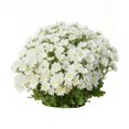 thumbnail image 2 of 20 Bundles Artificial Sunset Mums, Artificial Outdoor Sunset Mums Flowers - UV Resistant, Waterproof, Windproof, Look Real, Full, Vibrant, Never Faded, Reflecting Autumn Vibe, 2 of 3