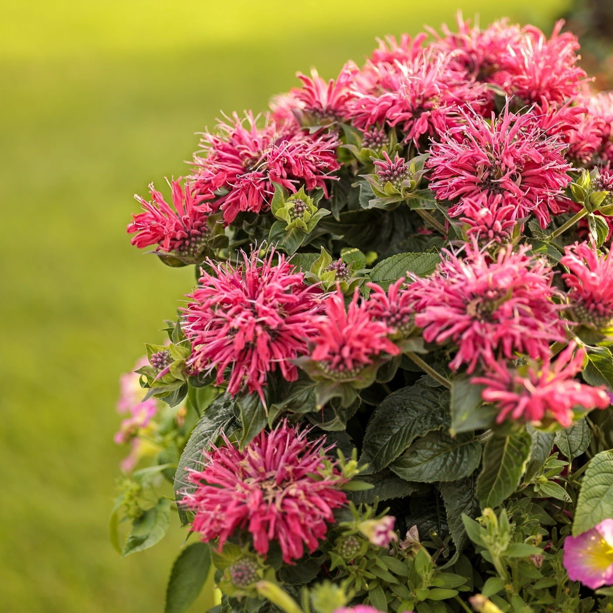 Proven Winners 10" Pink 'Pardon My Cerise' Bee Balm (Monarda didyma) Perennial Live Plant in 6.5" Pot