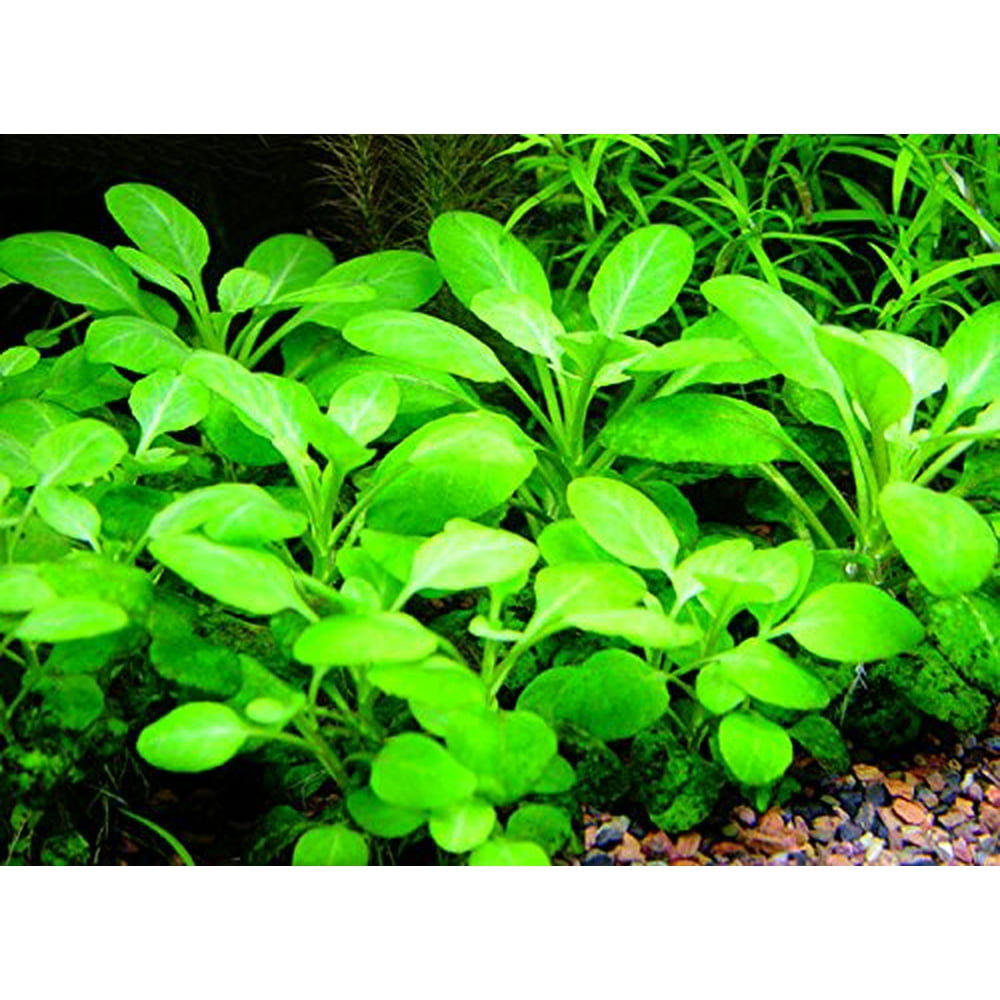 Venus fly traps for sale at FlytrapStore