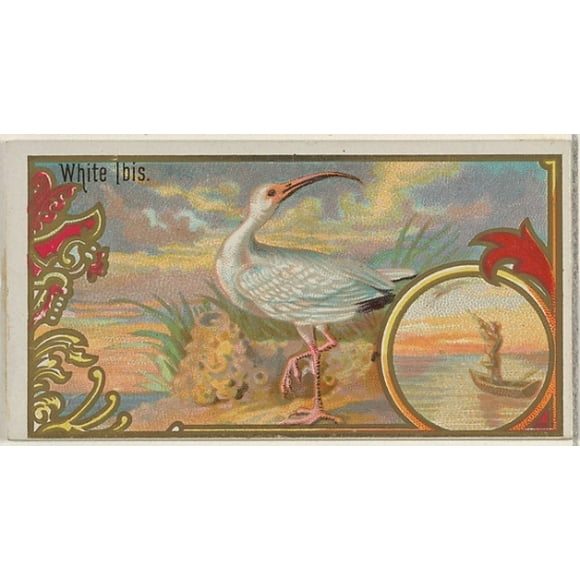 White Ibis, from the Game Birds series (N13) for Allen & Ginter Cigarettes Brands Poster Print (18 x 24)