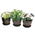 thumbnail image 4 of VECELO 3 Pack 18 inch Plant Pots, Whiskey Barrel Planter with Drainage Holes & Saucer, Plastic Decoration Flower Pots Imitation Wine Barrel Design for Indoor Outdoor Plants Garden, Brown, 4 of 9