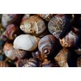 thumbnail image 2 of Vizvary, Susan 32x23 White Modern Wood Framed Museum Art Print Titled - Spiral Shells, 2 of 4