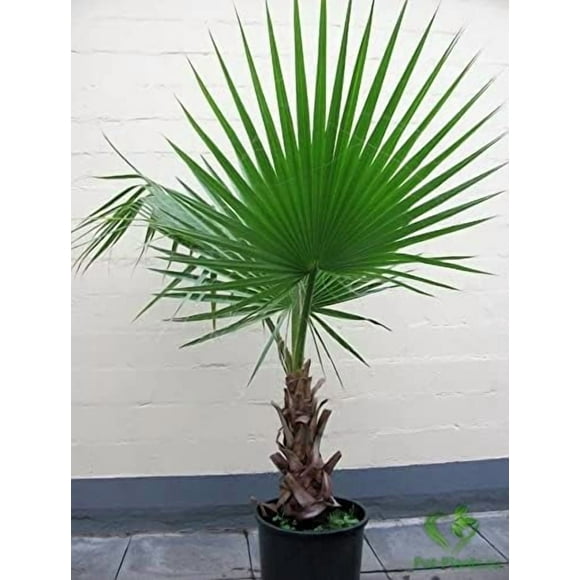 shiyou-: Seeds Indoor Rare Palm Washingtonia Nicanora Tree Perennial Plant Flowers for Planting