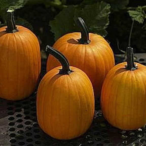 Harvest Jack F1 Pumpkin 4 g ~20 Seeds - Hybrid F1 - Non-GMO, Farm & Garden Vegetable Gardening Seeds