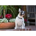 thumbnail image 2 of Eco Dog Collar, Adjustable, Granite, 1/2 x 10 to 16-In. - 36535, 2 of 2