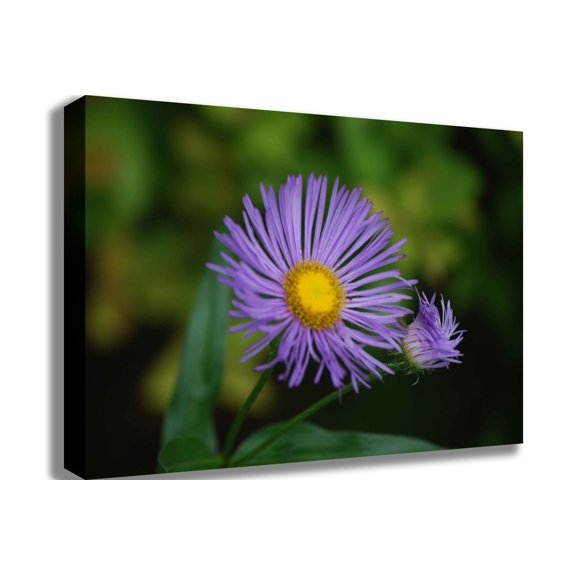 Clark Daisy Canvas Print