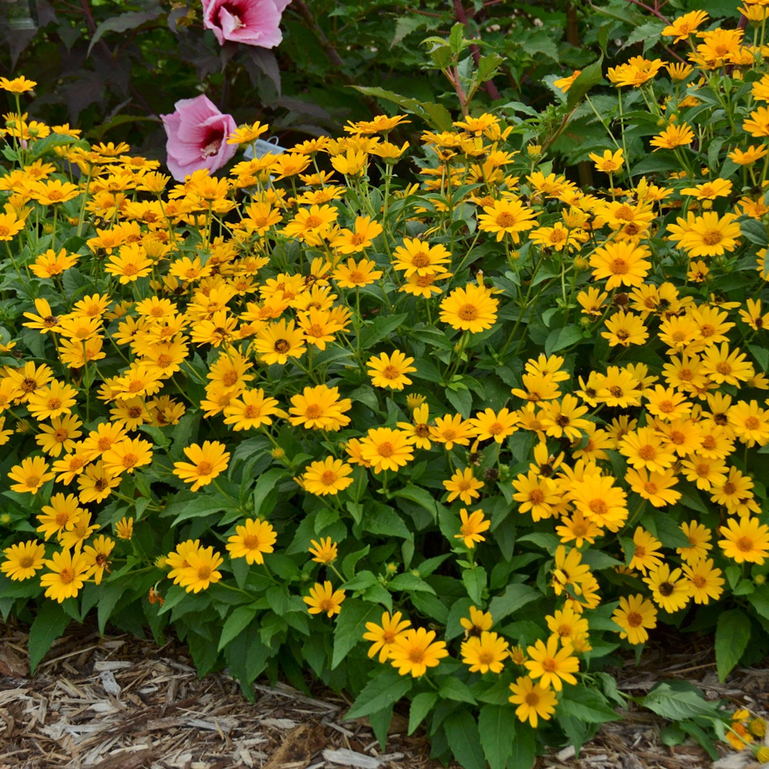 Proven Winners 6" Yellow 'Tuscan Sun' False Sunflower Live Plant in 6.5" Pot