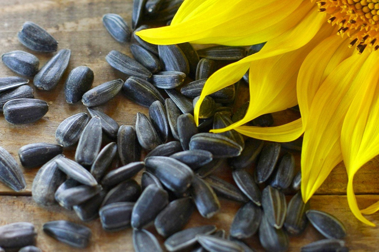 TomorrowSeeds - Peredovik Sunflower Seeds - 5 Pound Bulk - For 2026 Planting USA-Grown