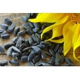 thumbnail image 3 of TomorrowSeeds - Peredovik Sunflower Seeds - 50+ Count - For 2026 Planting USA-Grown, 3 of 4