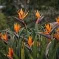 thumbnail image 2 of Set of 2 Orange Bird of Paradise Live Plants, Tropical Flowering Plants for Patio or Garden, 2 of 5