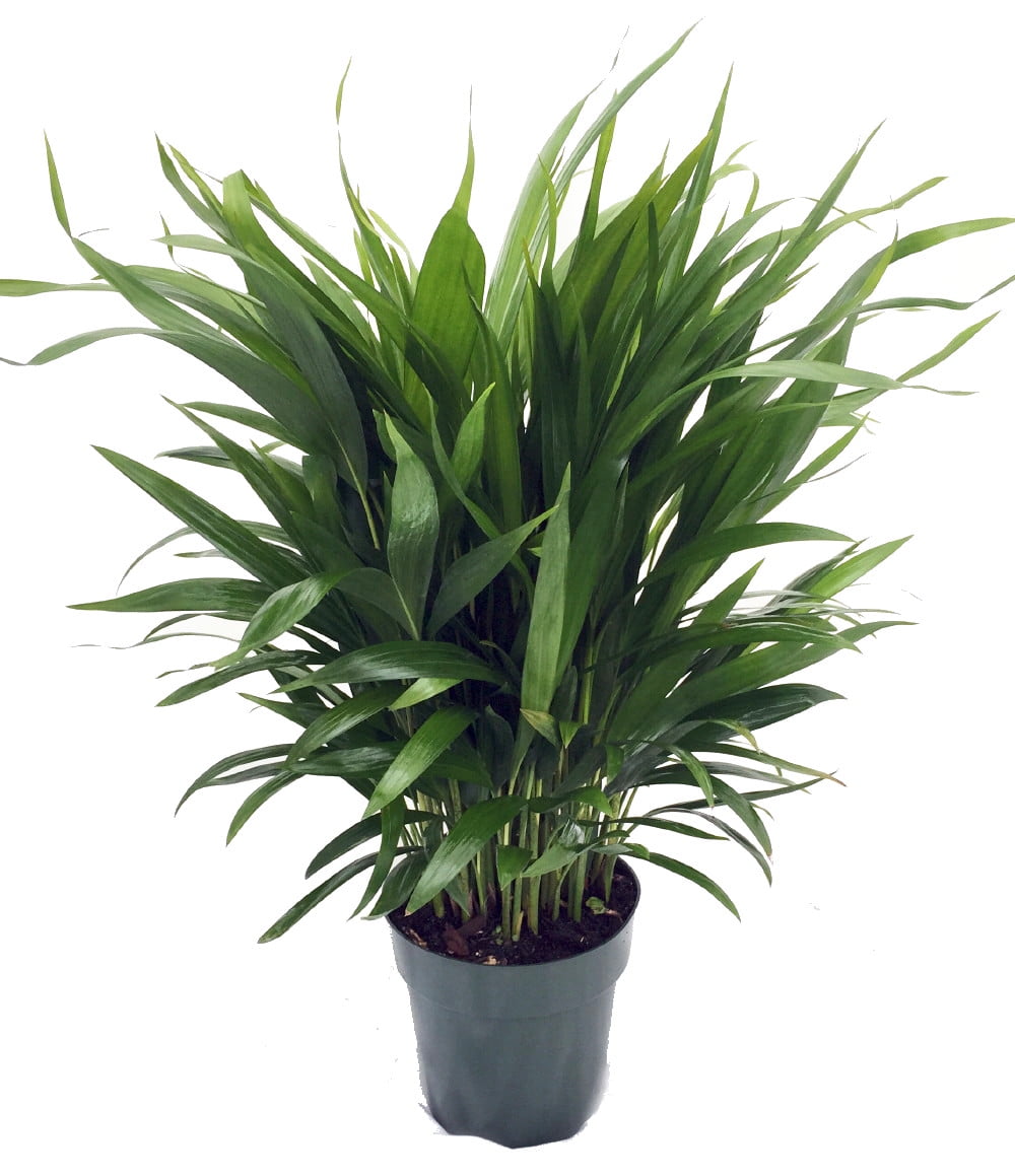 Areca Butterfly Palm Chrysalidocarpus lutescens Easy House Plant