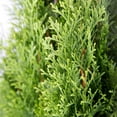 thumbnail image 3 of Expert Gardener Emerald Green Arborvitae (2.5 Quart) Evergreen Thuja Shrub - Full Sun Live Outdoor Plant, 3 of 7