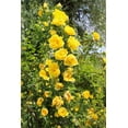 5 YELLOW CLIMBING ROSE Rosa Bush Vine Climber Fragrant Butterfly Flower