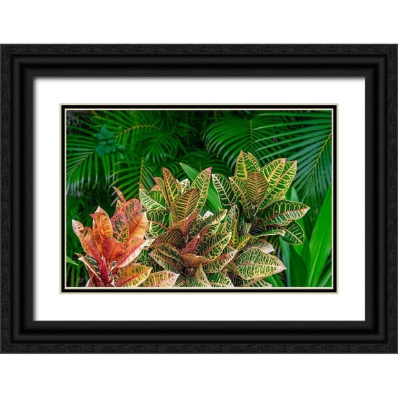 Engelbrecht, Lisa S. 24x17 Black Ornate Wood Framed with Double Matting Museum Art Print Titled - Palm fronds and Croton plants