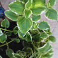 thumbnail image 4 of Set 3 Variegated Cuban Oregano Plants Live Mexican Mint Plant, Spanish Thyme Starter Plants from 4 Inc in Height, Fragrant Herb Well Rooted, 4 of 5