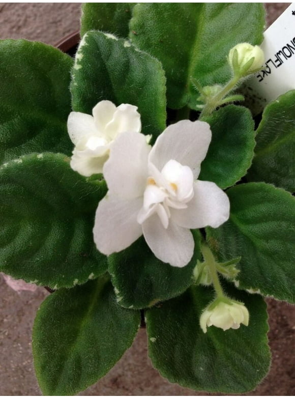 African Violet Plant- "Jersey Snowflakes" (HEAT PACK INCLUDED)