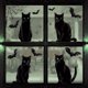 thumbnail image 5 of Pegatinas para ventanas de Halloween: 4 siluetas grandes de gatos negros, telarañas y murciélagos. 6 hojas para decoración de interiores. Fáciles de despegar y pegar. Retirada sin dejar residuos. Idea, 5 of 5