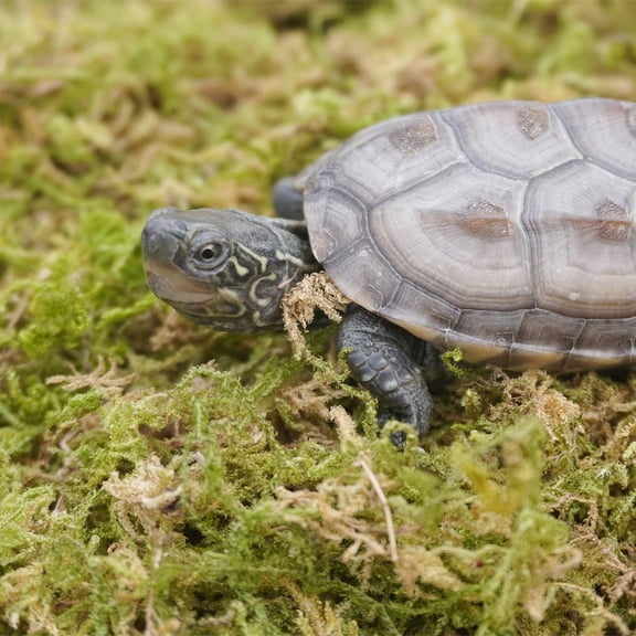 Pure Natural Reptile Moss for Humidity, Great for Snakes, Turtle and Other Reptiles, Good for Terrariums