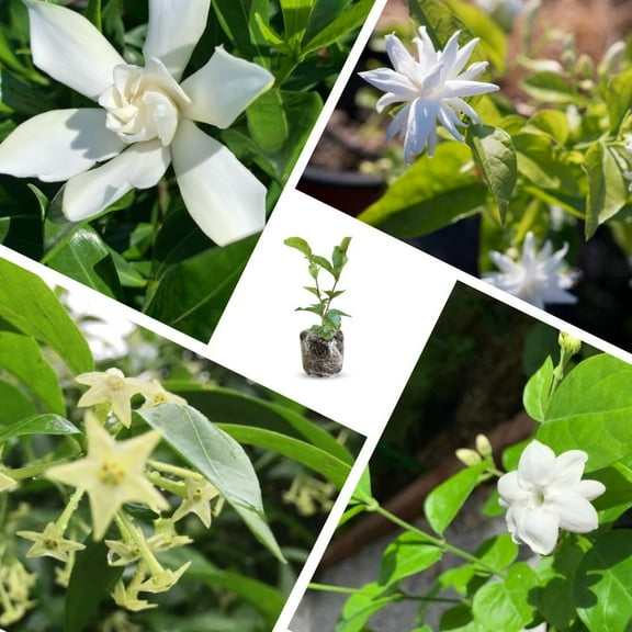 Set 3 White Jasmine Plants Live for House Garden, Fragrant Jasmine Plant Live 4-8 Inch