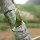 thumbnail image 3 of Rollos de cinta para injertos de vivero, cintas elásticas para injertos de vegetales para plantas de jardín, árboles frutales florales (tamaño 2 cm x 100 m), 3 of 5