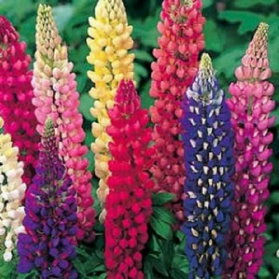 Seedville 75 Russell Lupine Flower Seeds, Mixed Colors & Attracts Pollinators
