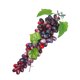 thumbnail image 4 of Uva artificial simulación fruta fotografía instantánea uva falsa boceto práctica utilería, color ágata sidaley HA8461-03B, 4 of 6