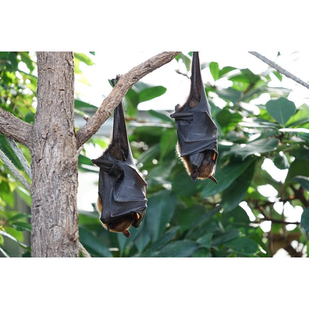 Flying Foxes Bat Tropical Bat20 Inch By 30 Inch Laminated Poster With