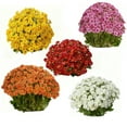 thumbnail image 3 of Lifelike & Full Appearance Artificial Sunsetting Mums, Uv & Weather Resistant Faux Flowers With Leaves, Front Door Porch Courtyard Balcony Garden Outdoor Decor, 3 of 3