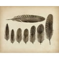 thumbnail image 2 of Unknown 14x12 White Modern Wood Framed Museum Art Print Titled - Vintage Feathers VIII, 2 of 4