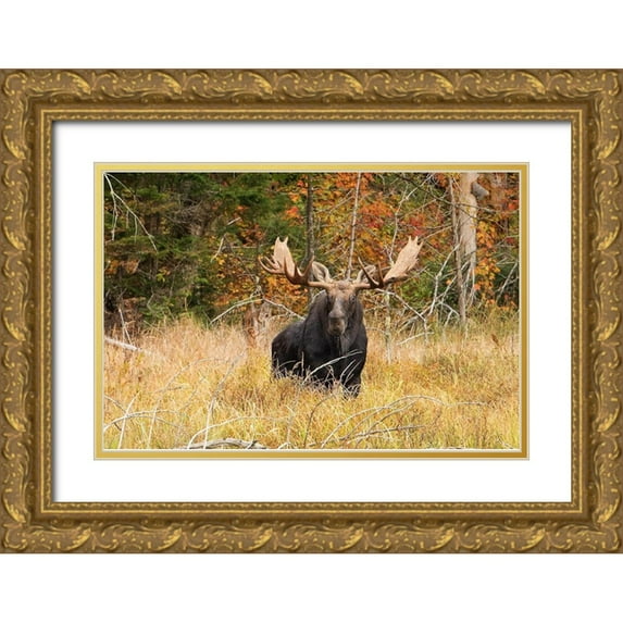 Cumming, Jim 24x17 Gold Ornate Wood Framed with Double Matting Museum Art Print Titled - Bull Moose, Algonquin park