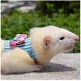 thumbnail image 3 of Small Animal Collar Leash Harness with Cute Bows and Bells Comfortable Durable Adjustable Suitable for Rabbit Guinea Pig Chinchilla Ferret Kitten Hamster Squirrel (Pack of 1), 3 of 8