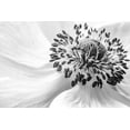 thumbnail image 2 of Disher, Mandy 32x23 Gold Ornate Wood Framed with Double Matting Museum Art Print Titled - Anemone, 2 of 4