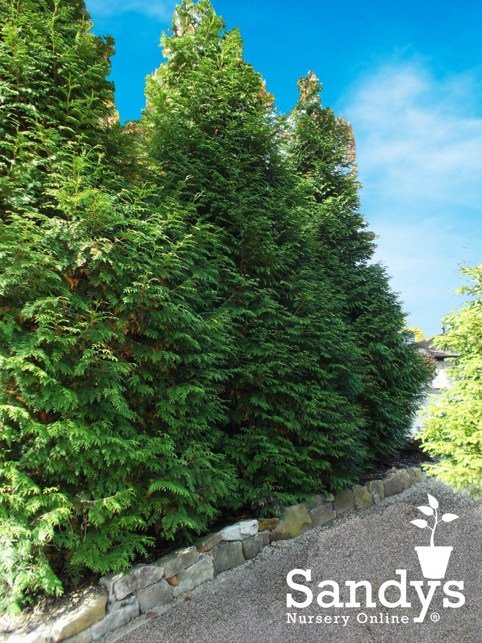 50 Green Giant Arborvitaes in  3" pots 