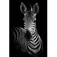 thumbnail image 2 of Incado 17x24 White Modern Wood Framed Museum Art Print Titled - Zebra, 2 of 4