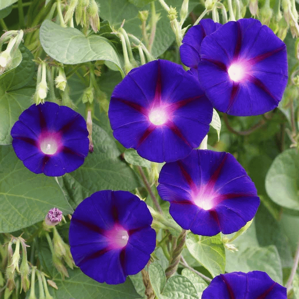4 packs of mixed thai vegetable seed tropical plant garden Morning Glory 