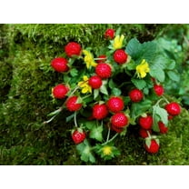 50 Seeds - Edible Red MOCK STRAWBERRY Potentilla Indica Duchesnea Fruit Berry Seeds