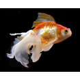 thumbnail image 4 of PREMIUM GOLDFISH FLAKE FOOD!! - TOP SHELF - PERFECT FOR KOI AND GOLDFISH!!! AFI...4oz, 4 of 5