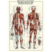 Muscular System Educational Chart