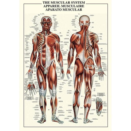 Muscular System Educational Chart