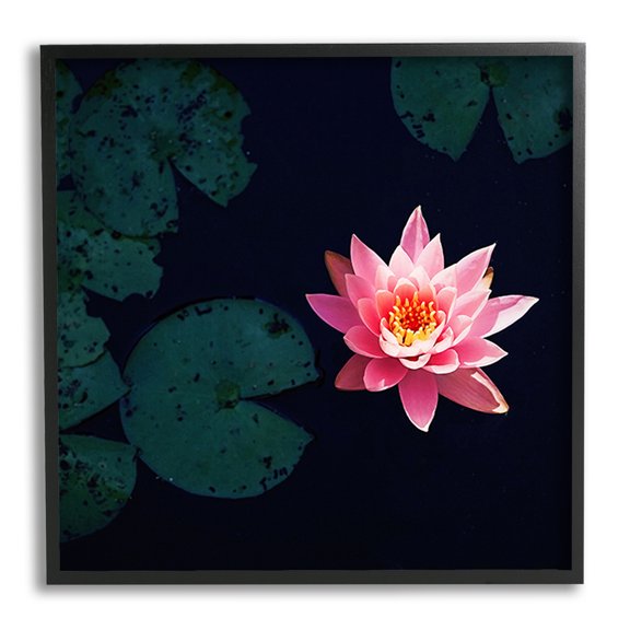 Stupell Industries Pink Lotus Pond Lily Flower Botanical & Floral Photography Black Framed Art Print Wall Art