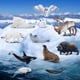thumbnail image 5 of Figuras de animales Toymany Polar Animals, 12 unidades, para niños mayores de 3 años, 5 of 8